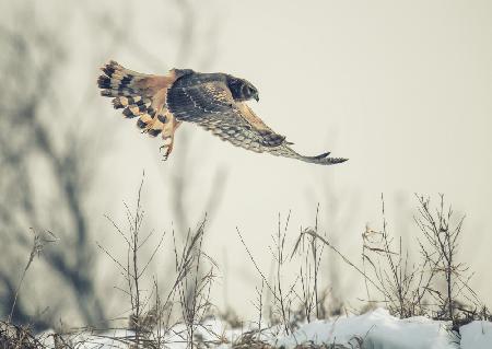 Kornweihenjagd im Winter