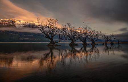 Die Glenorchy-Weidenbäume